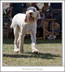 Filename=B-Streyga-2.jpg
Filesize=194KiB
Dimensions=661x734
Date added=Sep 18, 2011 B-Streyga-2.jpg