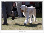 Filename=C-Carlo-2.jpg
Filesize=193KiB
Dimensions=866x658
Date added=Sep 18, 2011 C-Carlo-2.jpg