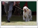 Filename=C-Corinna-2.jpg
Filesize=147KiB
Dimensions=865x640
Date added=Sep 18, 2011 C-Corinna-2.jpg