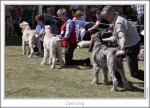 Filename=OpenDog.jpg
Filesize=199KiB
Dimensions=864x626
Date added=Sep 18, 2011 OpenDog.jpg
