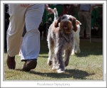 Filename=P-Topsyturvy-2.jpg
Filesize=196KiB
Dimensions=868x721
Date added=Sep 18, 2011 P-Topsyturvy-2.jpg