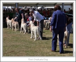 Filename=PostGraduateDog-1.jpg
Filesize=201KiB
Dimensions=868x713
Date added=Sep 18, 2011 PostGraduateDog-1.jpg