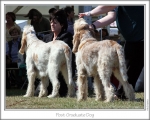 Filename=PostGraduateDog-2.jpg
Filesize=156KiB
Dimensions=867x695
Date added=Sep 18, 2011 PostGraduateDog-2.jpg