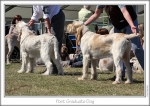 Filename=PostGraduateDog-3.jpg
Filesize=172KiB
Dimensions=864x612
Date added=Sep 18, 2011 PostGraduateDog-3.jpg