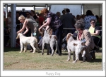 Filename=PuppyDog.jpg
Filesize=186KiB
Dimensions=864x625
Date added=Sep 18, 2011 PuppyDog.jpg