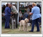 Filename=ResBestOfBreed.jpg
Filesize=185KiB
Dimensions=653x567
Date added=Sep 18, 2011 ResBestOfBreed.jpg