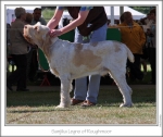 Filename=S-Legno.jpg
Filesize=178KiB
Dimensions=870x736
Date added=Sep 18, 2011 S-Legno.jpg