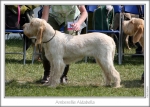 Filename=A-Aldabella.jpg
Filesize=168KiB
Dimensions=864x622
Date added=Sep 18, 2011 A-Aldabella.jpg