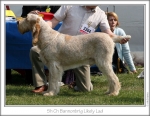 Filename=B-LikelyLad.jpg
Filesize=151KiB
Dimensions=867x674
Date added=Sep 18, 2011 B-LikelyLad.jpg