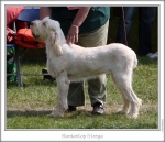 Filename=B-Strega.jpg
Filesize=176KiB
Dimensions=870x749
Date added=Sep 18, 2011 B-Strega.jpg