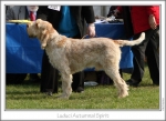 Filename=L-AutumnalSpirit.jpg
Filesize=122KiB
Dimensions=864x629
Date added=Sep 18, 2011 L-AutumnalSpirit.jpg