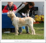 Filename=S-Legno.jpg
Filesize=186KiB
Dimensions=873x821
Date added=Sep 18, 2011 S-Legno.jpg
