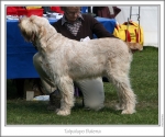 Filename=T-Balena.jpg
Filesize=150KiB
Dimensions=868x725
Date added=Sep 18, 2011 T-Balena.jpg