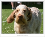 I-Fiorenzo-4.jpg