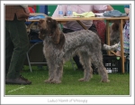 Filename=L-Niamh.jpg
Filesize=251KiB
Dimensions=975x759
Date added=Feb 23, 2013 L-Niamh.jpg