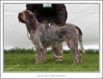 C-Barbaresco.jpg