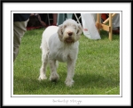 Filename=B-Streyga-2.jpg
Filesize=325KiB
Dimensions=1250x1014
Date added=Feb 23, 2013 B-Streyga-2.jpg