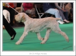 Filename=A-Amelia-6.jpg
Filesize=191KiB
Dimensions=974x729
Date added=Feb 23, 2013 A-Amelia-6.jpg