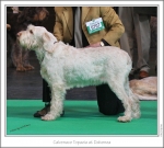 Filename=C-Topazia.jpg
Filesize=294KiB
Dimensions=980x883
Date added=Feb 23, 2013 C-Topazia.jpg