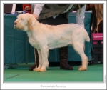 Filename=D-Devotion.jpg
Filesize=231KiB
Dimensions=978x822
Date added=Feb 23, 2013 D-Devotion.jpg