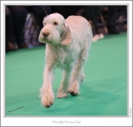 Filename=F-RoccaChe-4.jpg
Filesize=206KiB
Dimensions=983x939
Date added=Feb 23, 2013 F-RoccaChe-4.jpg