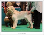 Filename=G-Brentoni.jpg
Filesize=251KiB
Dimensions=976x786
Date added=Feb 23, 2013 G-Brentoni.jpg