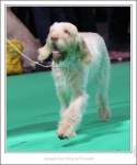 Filename=L-EverDizzy3.jpg
Filesize=228KiB
Dimensions=994x1191
Date added=Feb 23, 2013 L-EverDizzy3.jpg