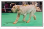 Filename=M-Uma3.jpg
Filesize=244KiB
Dimensions=971x654
Date added=Feb 23, 2013 M-Uma3.jpg