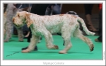 Filename=T-Celeste2.jpg
Filesize=217KiB
Dimensions=969x607
Date added=Feb 23, 2013 T-Celeste2.jpg
