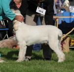 F-Fedele.jpg