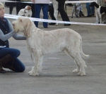 Filename=G-Brentoni.jpg
Filesize=326KiB
Dimensions=700x628
Date added=Feb 23, 2013 G-Brentoni.jpg