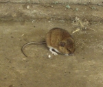 Filename=Mouse.jpg
Filesize=340KiB
Dimensions=700x595
Date added=Feb 23, 2013 Mouse.jpg