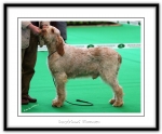 Filename=I-Fiorenzo.jpg
Filesize=426KiB
Dimensions=1150x952
Date added=Feb 23, 2013 I-Fiorenzo.jpg