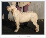 Filename=L-EcclesCake.jpg
Filesize=316KiB
Dimensions=977x812
Date added=Feb 23, 2013 L-EcclesCake.jpg