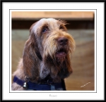 Filename=M-Morse3.jpg
Filesize=210KiB
Dimensions=1150x1116
Date added=Feb 23, 2013 M-Morse3.jpg