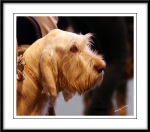 Filename=Ringside11.jpg
Filesize=216KiB
Dimensions=1150x1013
Date added=Feb 23, 2013 Ringside11.jpg