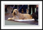 Filename=Ringside14.jpg
Filesize=162KiB
Dimensions=1150x800
Date added=Feb 23, 2013 Ringside14.jpg