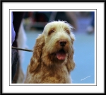Filename=Ringside4.jpg
Filesize=239KiB
Dimensions=1150x1030
Date added=Feb 23, 2013 Ringside4.jpg