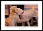 Filename=Ringside8.jpg
Filesize=170KiB
Dimensions=1150x850
Date added=Feb 23, 2013 Ringside8.jpg