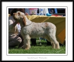 I-Fiorenzo.jpg