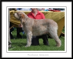 Filename=P-Guinevere.jpg
Filesize=459KiB
Dimensions=1100x894
Date added=Feb 23, 2013 P-Guinevere.jpg