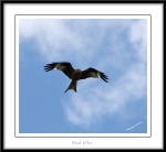 Filename=RedKite-1.jpg
Filesize=323KiB
Dimensions=1100x1015
Date added=Feb 23, 2013 RedKite-1.jpg