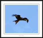 Filename=RedKite-2.jpg
Filesize=373KiB
Dimensions=1100x981
Date added=Feb 23, 2013 RedKite-2.jpg