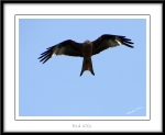 Filename=RedKite-3.jpg
Filesize=324KiB
Dimensions=1100x907
Date added=Feb 23, 2013 RedKite-3.jpg