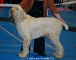 Filename=C-Cesario.jpg
Filesize=84KiB
Dimensions=750x587
Date added=Feb 23, 2013 C-Cesario.jpg