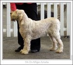 Filename=A-Amelia.jpg
Filesize=172KiB
Dimensions=871x783
Date added=Feb 23, 2013 A-Amelia.jpg