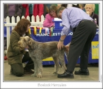 Filename=B-Hercules.jpg
Filesize=178KiB
Dimensions=870x750
Date added=Feb 23, 2013 B-Hercules.jpg