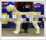 Filename=C-Corinna.jpg
Filesize=193KiB
Dimensions=870x756
Date added=Feb 23, 2013 C-Corinna.jpg