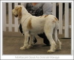 Filename=M-GoodAsGold.jpg
Filesize=106KiB
Dimensions=868x707
Date added=Feb 23, 2013 M-GoodAsGold.jpg