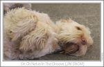 Filename=NetisInTheGroove2.jpg
Filesize=146KiB
Dimensions=861x561
Date added=Feb 23, 2013 NetisInTheGroove2.jpg